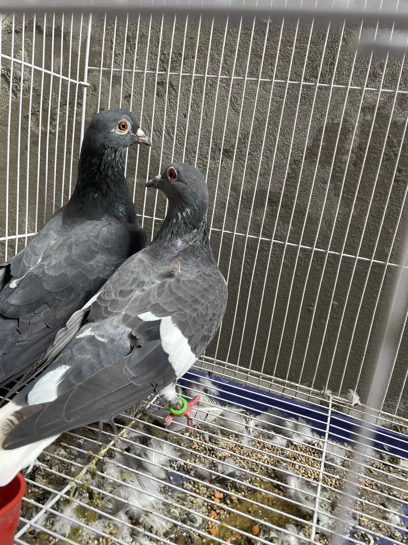 Black Pigeons with Beautiful Red Eyes – For Sale — photo 4