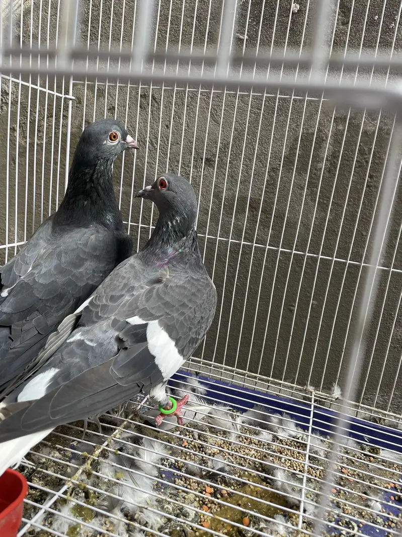 Black Pigeons with Beautiful Red Eyes – For Sale — photo 5