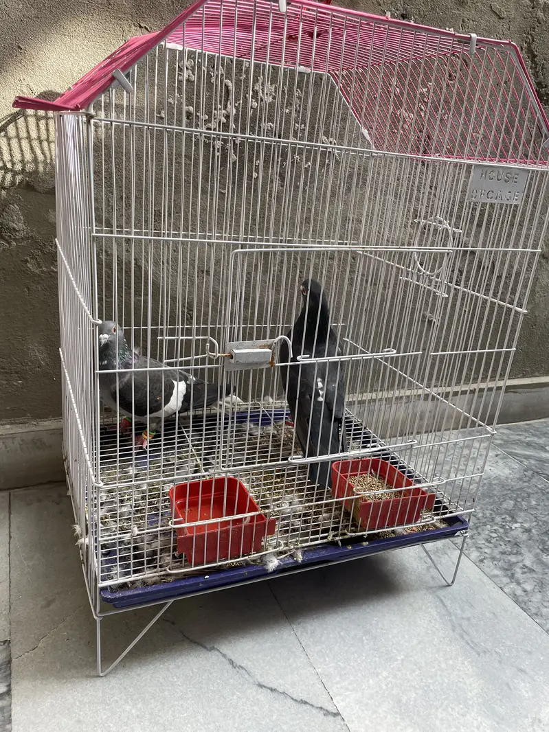Black Pigeons with Beautiful Red Eyes – For Sale — photo 6