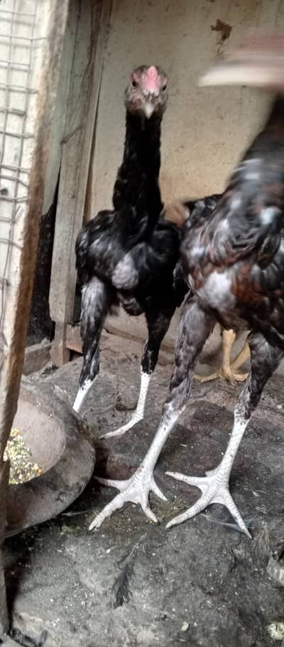Aseel mian wali pathy for sale home breed hai
