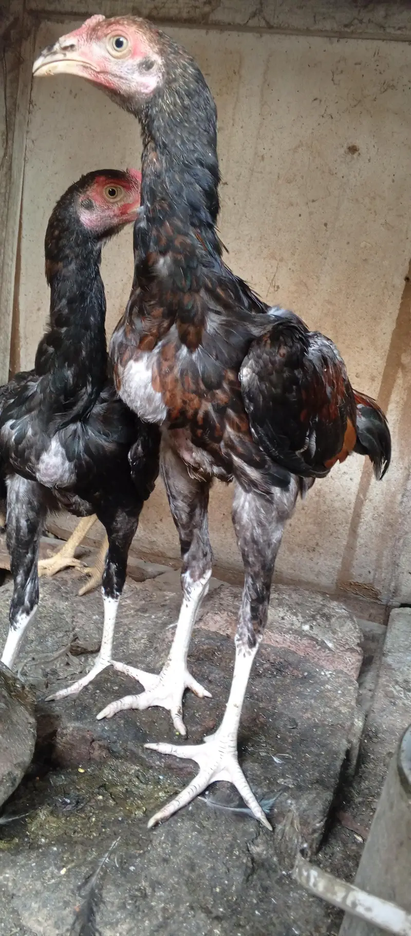 Aseel mian wali pathy for sale home breed hai — photo 2