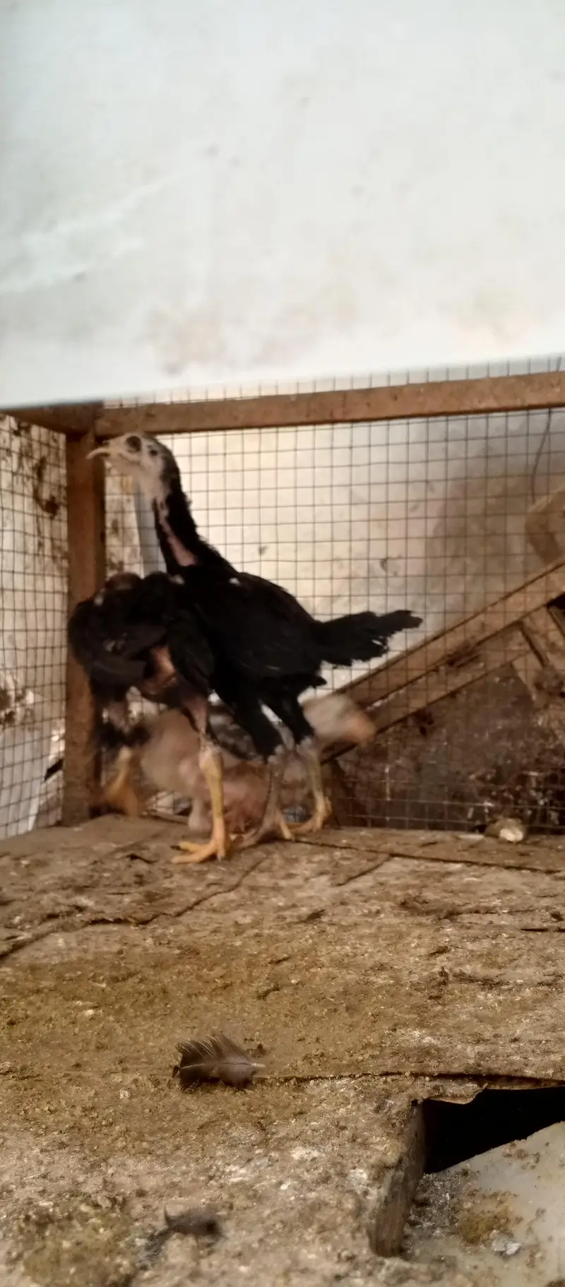 Aseel mian wali pathy for sale home breed hai — photo 3