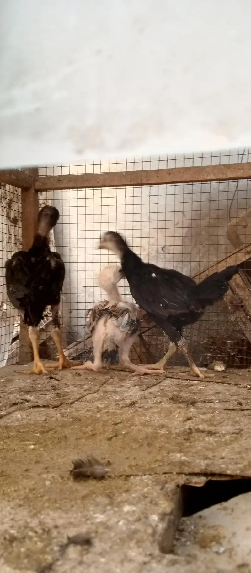 Aseel mian wali pathy for sale home breed hai — photo 4