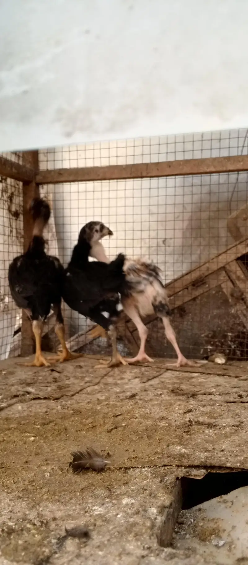 Aseel mian wali pathy for sale home breed hai — photo 5