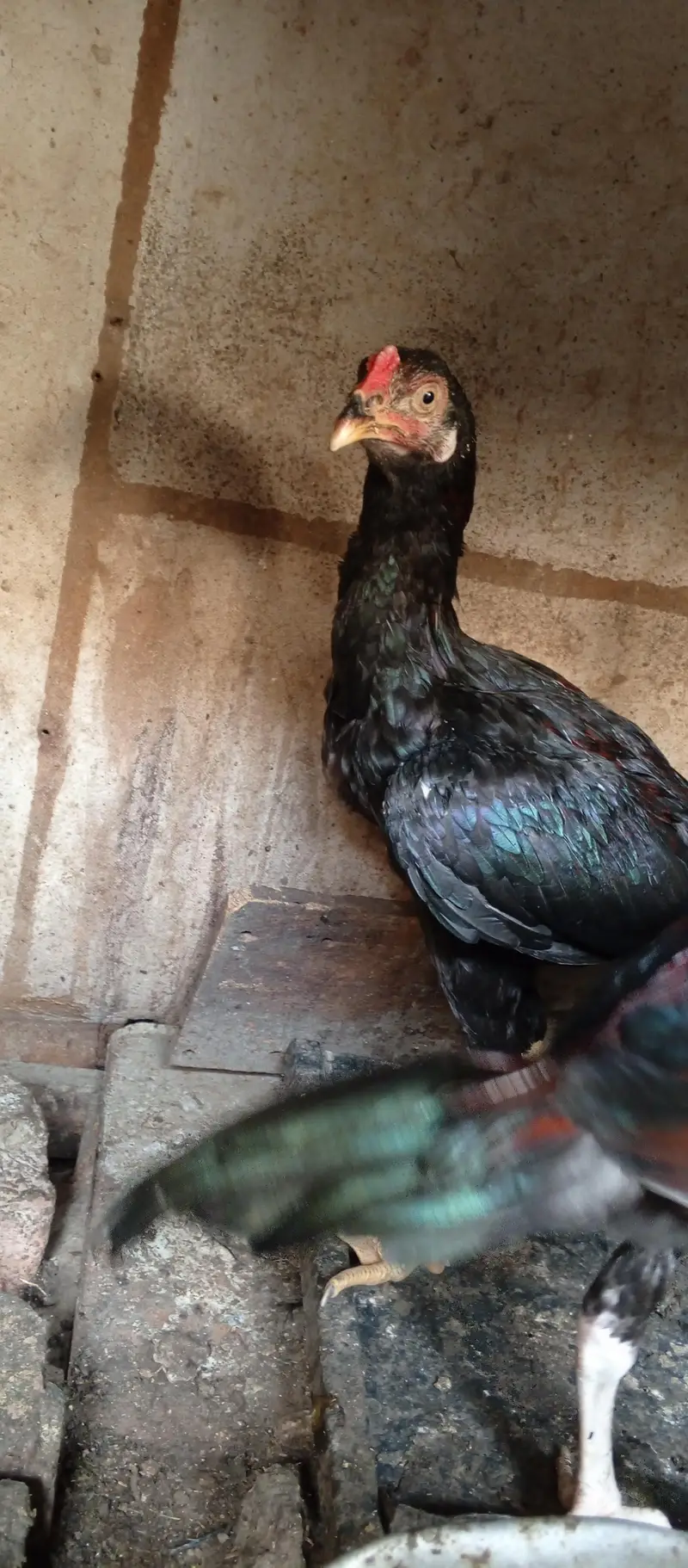 Aseel mian wali pathy for sale home breed hai — photo 6