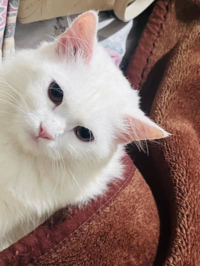 Cat pair for sale