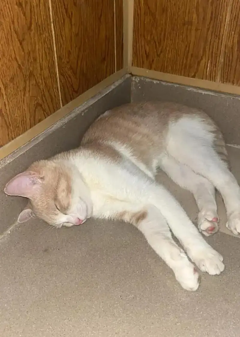 Cat pair for sale — photo 2