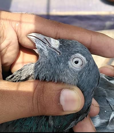 Pigeon h