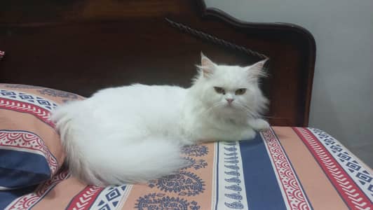 5 cats for sale
