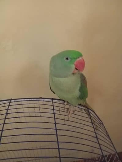 raw parrot friendly for sale WhatsApp number 03360760760