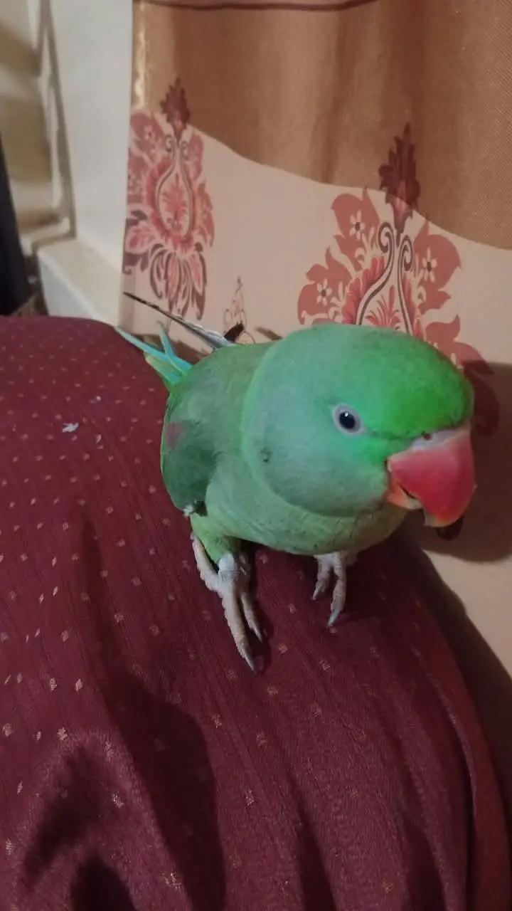 raw parrot friendly for sale WhatsApp number 03360760760 — photo 2