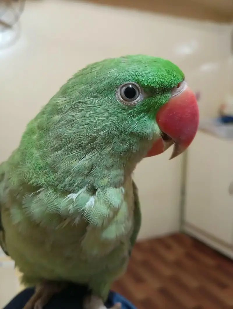 raw parrot friendly for sale WhatsApp number 03360760760 — photo 3