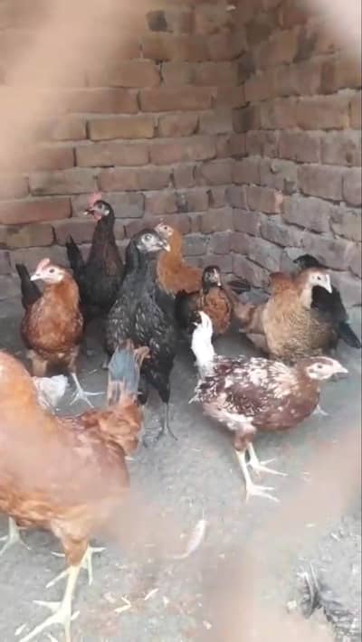 golden mishra hen for sale 750g weight