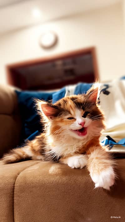 Cute calico Persian cat with all cat accessories