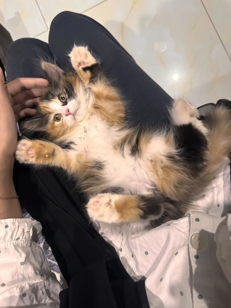 Cute calico Persian cat with all cat accessories — photo 2