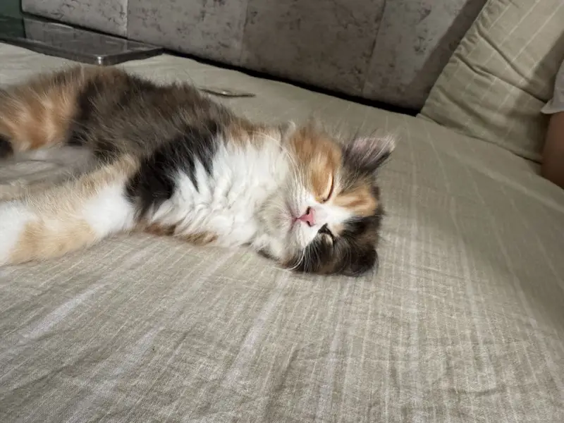 Cute calico Persian cat with all cat accessories — photo 3