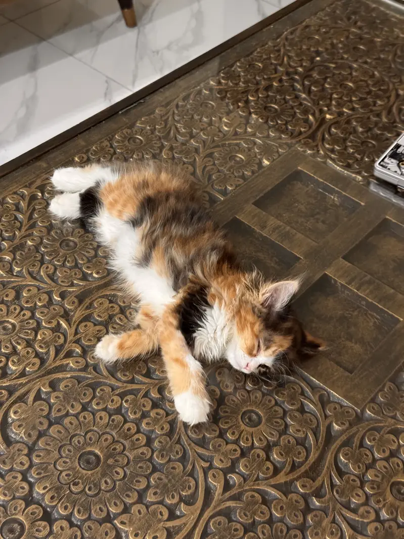 Cute calico Persian cat with all cat accessories — photo 4