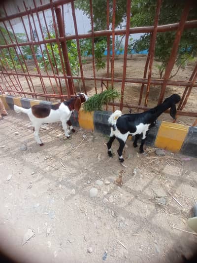 Misri Tabra