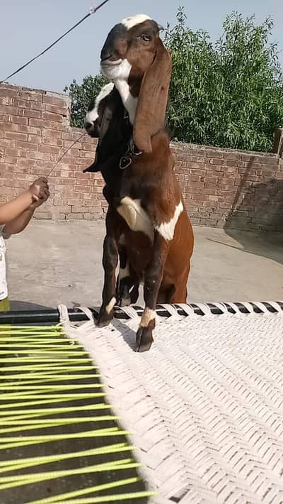 bakri our bachy