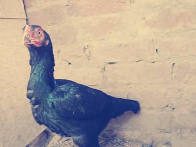 hen for sale.