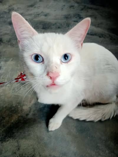 Russian Blue eyes