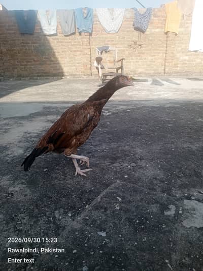 mianwali murgi pure breed