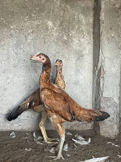 Pure Dasi pair 03314101917