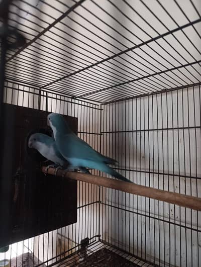 Blue monk parrot