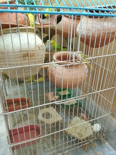 Budgie parrots with cage 30+ parrots