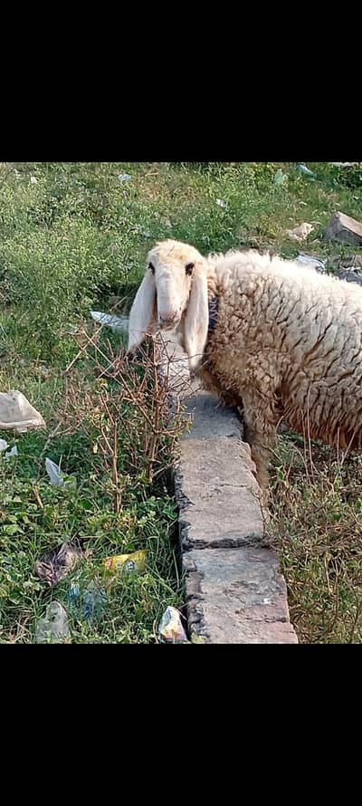 female sheep for sale