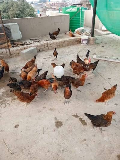 Desi egg available