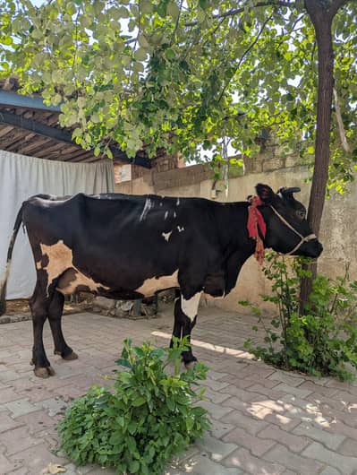jersey cow