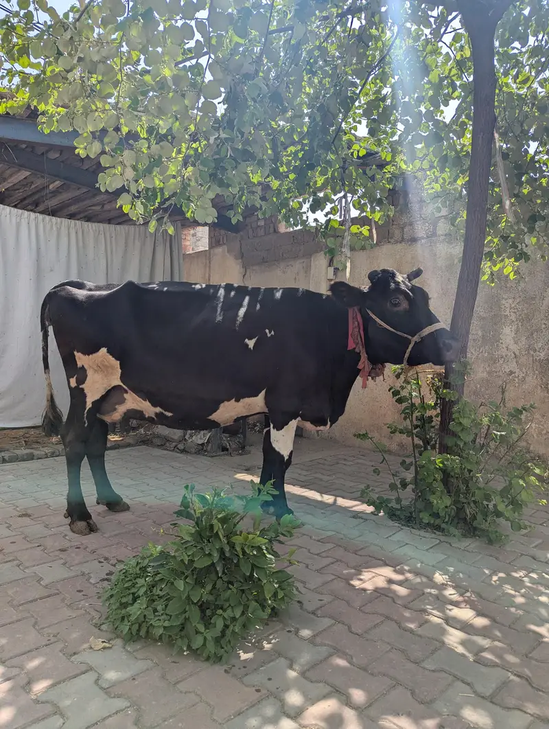 jersey cow — photo 2