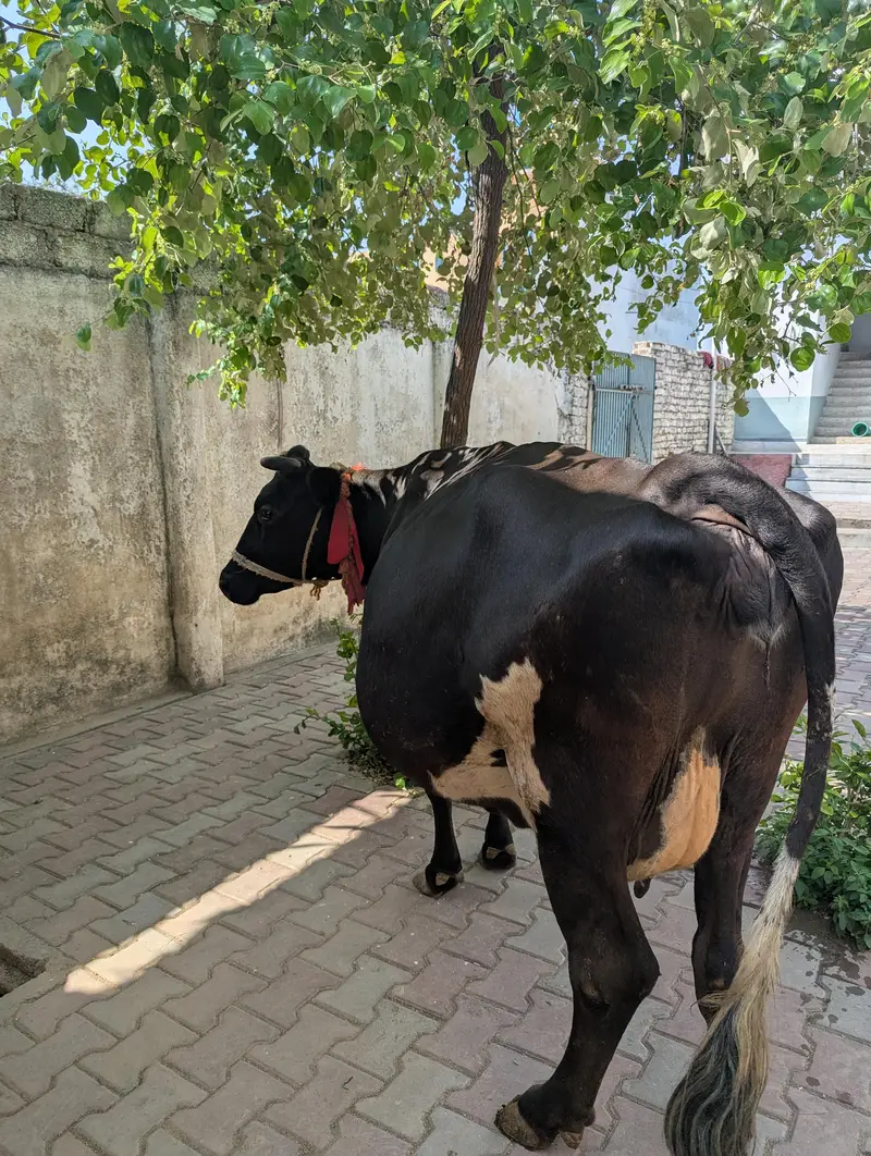 jersey cow — photo 3