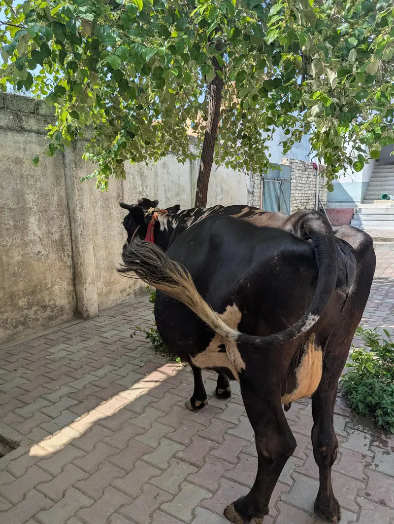 jersey cow — photo 4