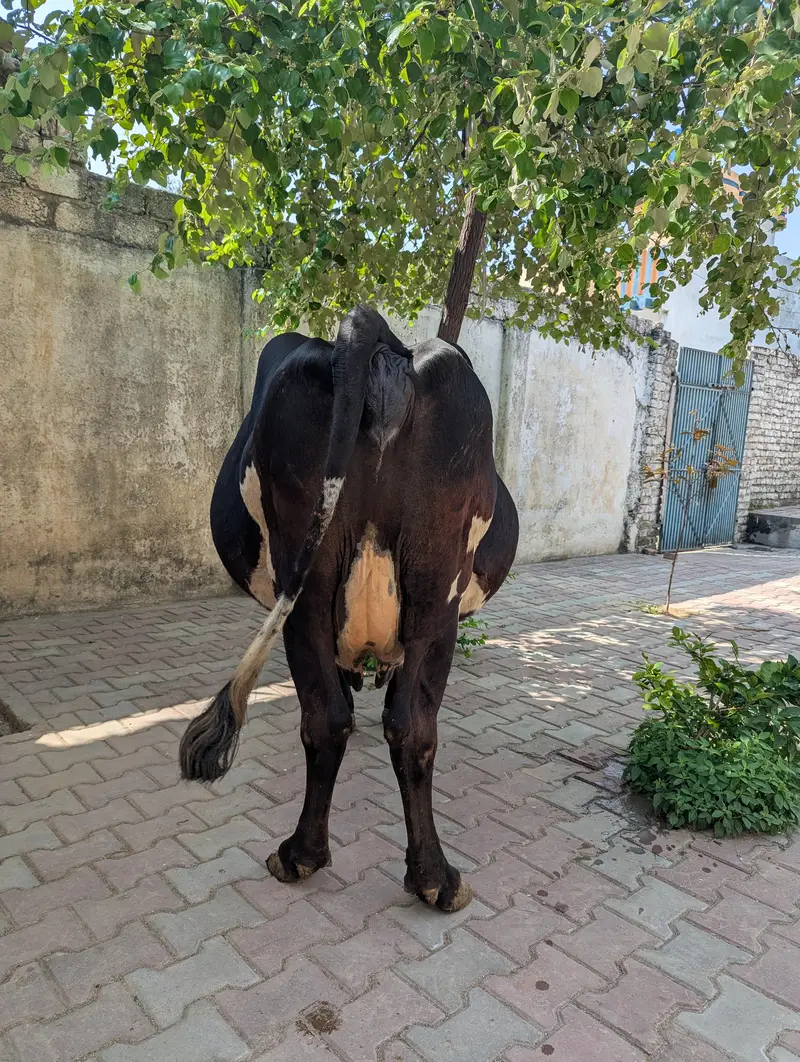 jersey cow — photo 5