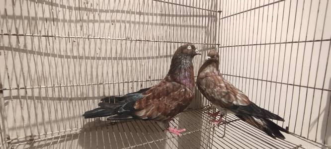indian high flying pigeons