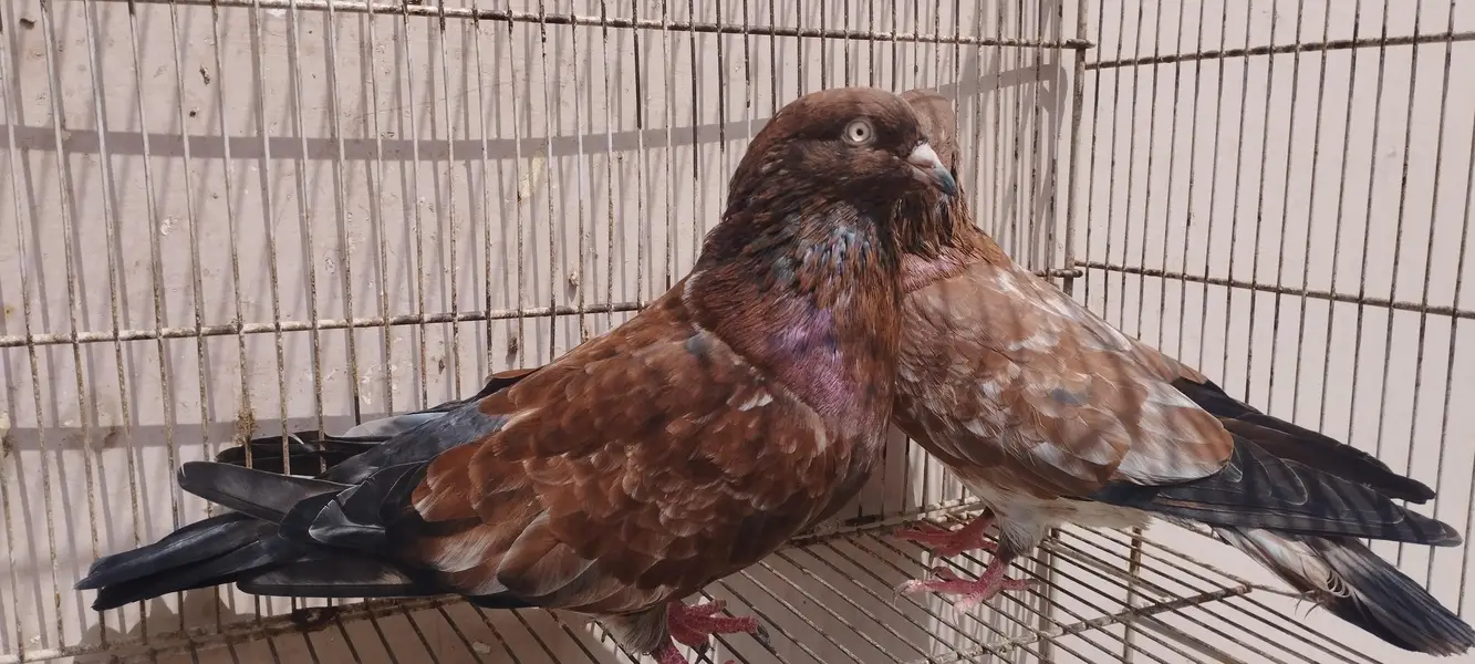 indian high flying pigeons breeding setup — photo 2