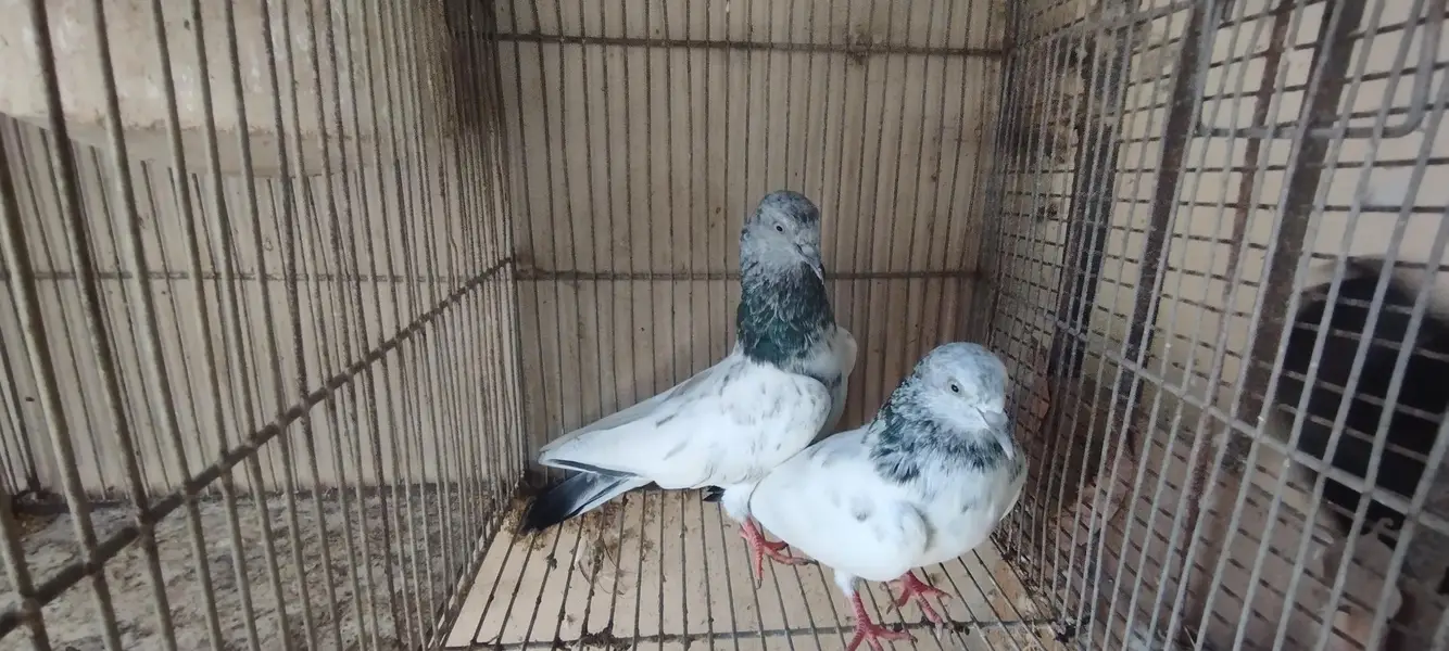 indian high flying pigeons breeding setup — photo 3