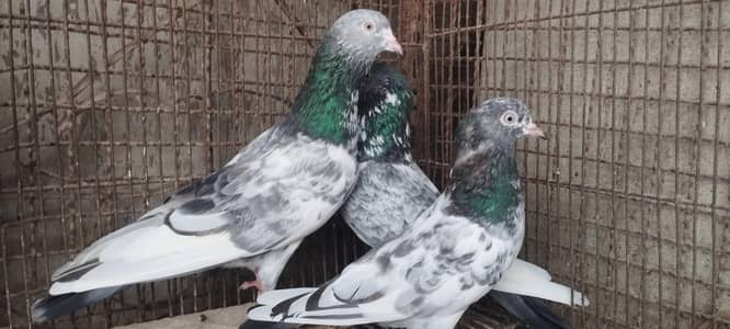 high flying pigeons Lot for sale