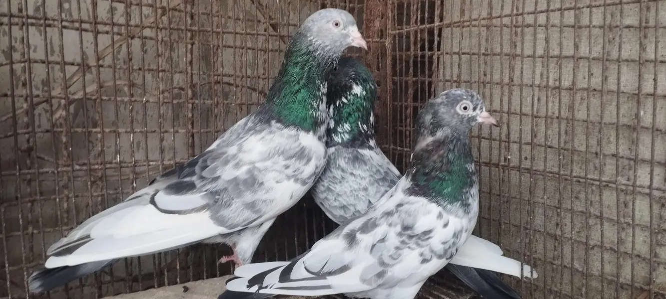 indian high flying pigeons breeding setup — photo 4