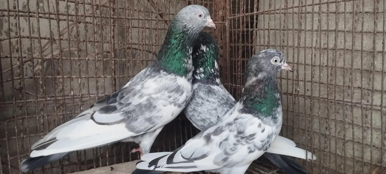 indian high flying pigeons breeding setup — photo 5