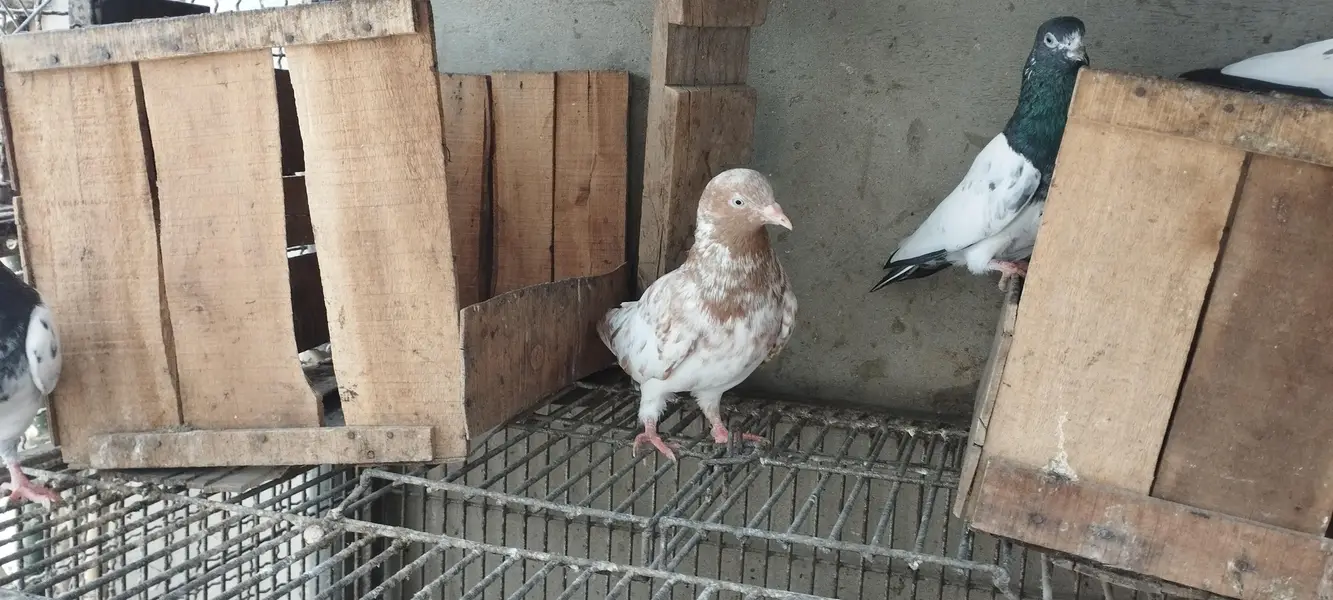 indian high flying pigeons breeding setup — photo 6