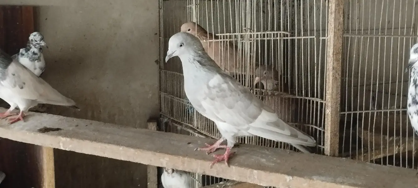 indian high flying pigeons breeding setup — photo 7