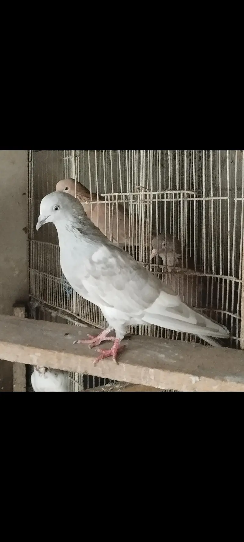indian high flying pigeons breeding setup — photo 8