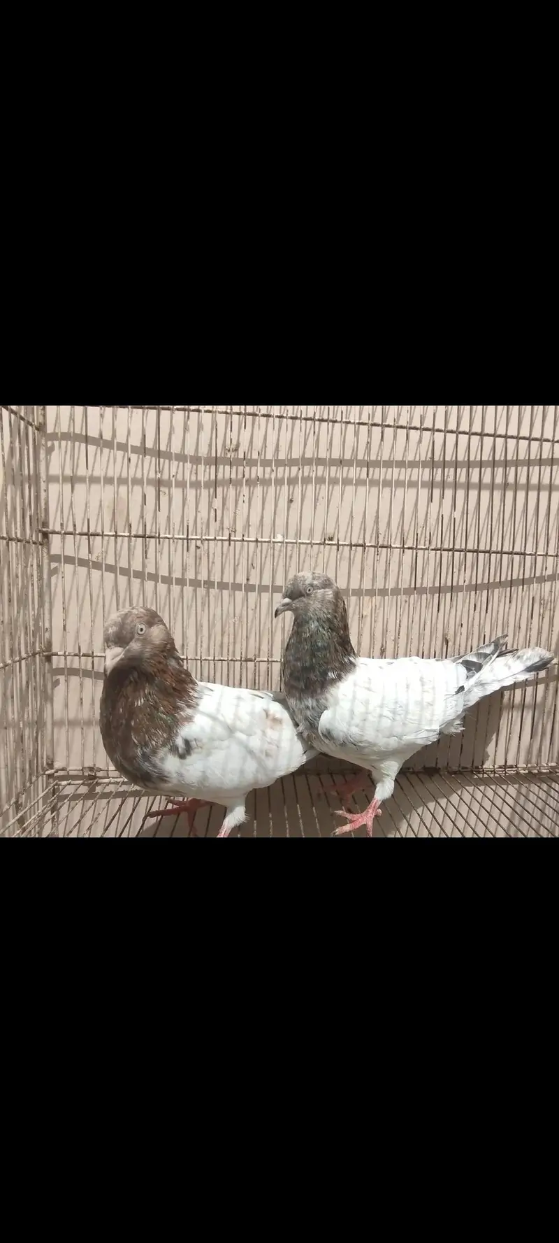 indian high flying pigeons breeding setup — photo 9