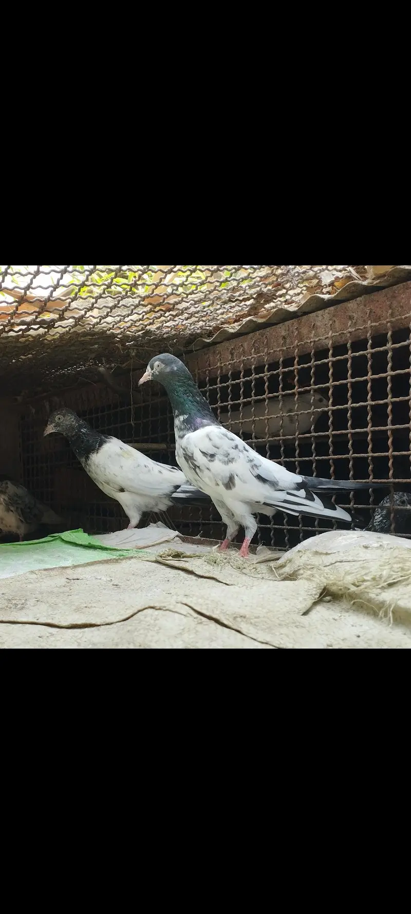 indian high flying pigeons breeding setup — photo 10