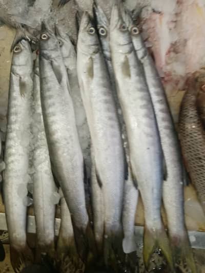 Fresh Fish & Seafood | 1 Hour Delivery | Quality Guaranteed