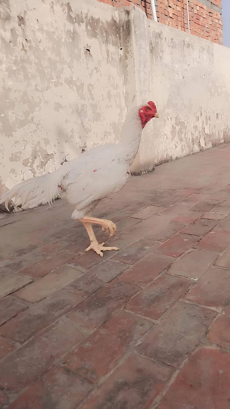 Heera 0