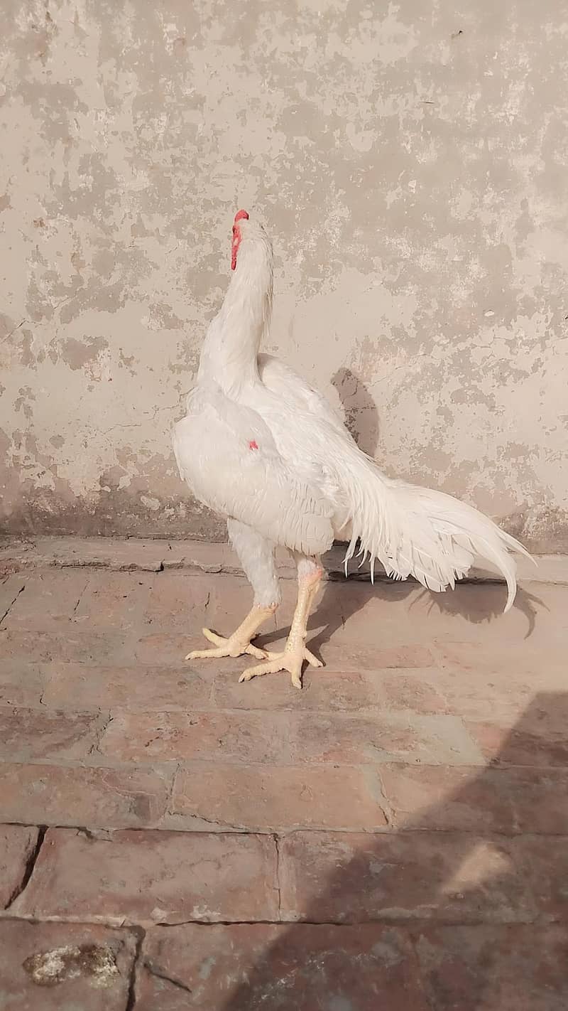 Heera 1
